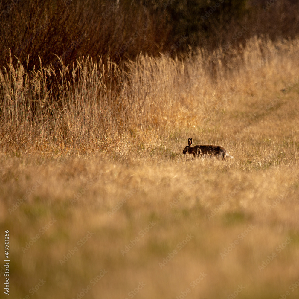 A beautiful brown hare in the spring meadow. Springtime scenery with local animals in natural habitat in Northern Europe. A beautiful brown hare in the spring meadow. Springtime scenery with local animals in natural habitat in Northern Europe.