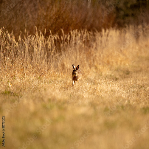 A beautiful brown hare in the spring meadow. Springtime scenery with local animals in natural habitat in Northern Europe.
