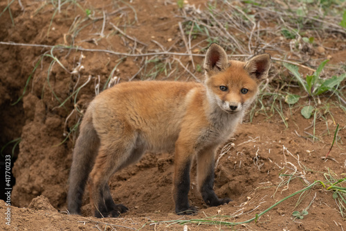 Little Fox near his hole. Vulpes vulpes © Tatiana