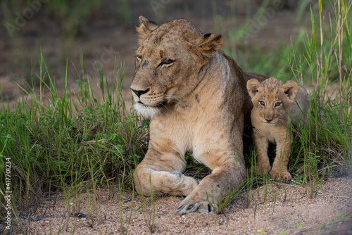 A female Lion and her 6 week old Lion cub seen on a safari in South Africa