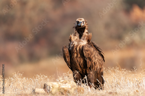 Black vulture Aegypius monachus  in its natural enviroment