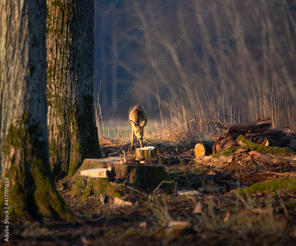 Beautiful roe deer grazing near trees. A beautiful springtime morning scenery with wild animals in Northern Europe. Beautiful roe deer grazing near trees. A beautiful springtime morning scenery with wild animals in Northern Europe.