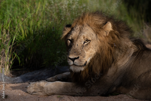 Portrait of a male Lion seen on a safari in the Kruger National Park