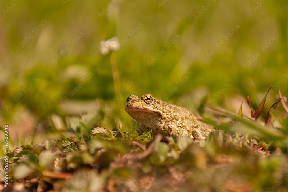 European common toad, bufo bufo sitting in grass European common toad, bufo bufo sitting in grass