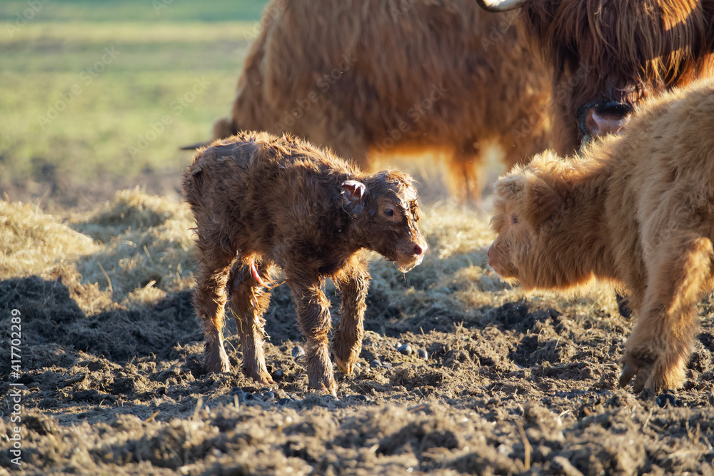 close up of a newborn calf of a scottish highlander in a herd with the mother contained in soft spring light