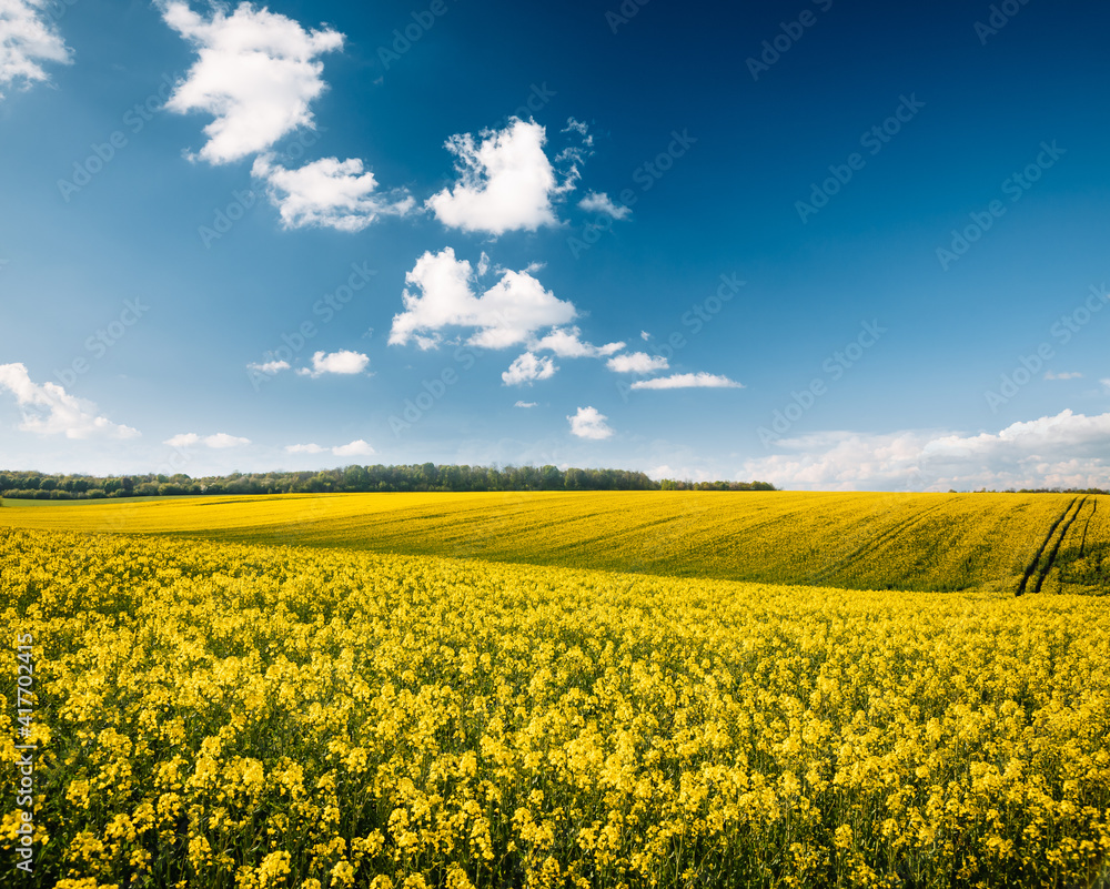 Obraz premium Bright yellow canola field and fluffy white clouds on a sunny day.