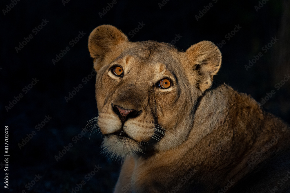 Female lion seen after sunset on a safari in South Africa