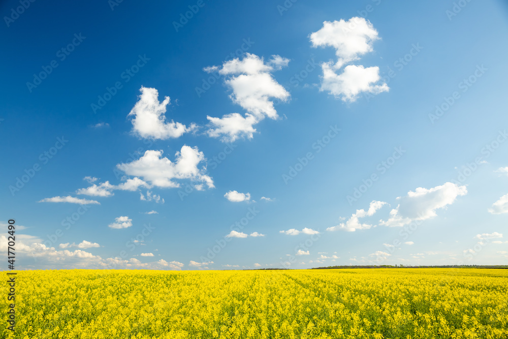 Bright yellow canola field and fluffy white clouds on a sunny day.