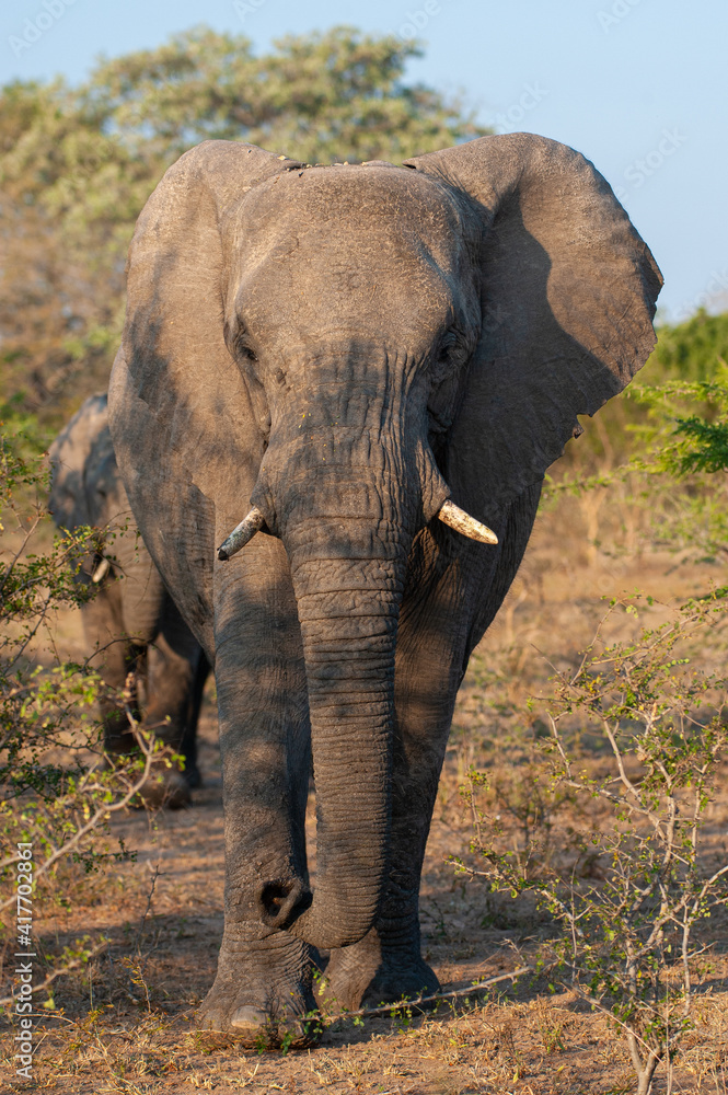 Obraz premium African Elephants seen on a safari in South Africa