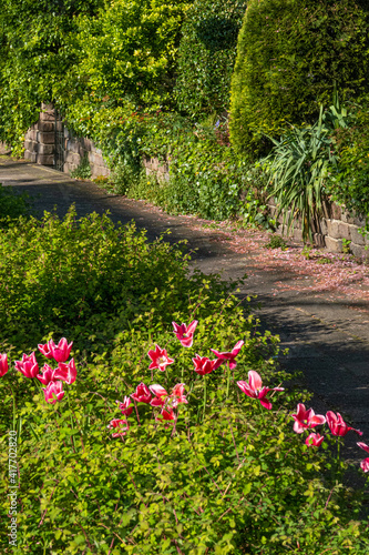 alley surrounded by the plants and tulips on the foreground