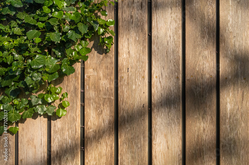 wooden fence with a plant in a corner