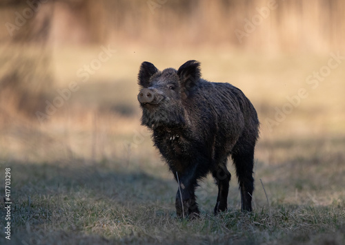 Wil boar walking in forest