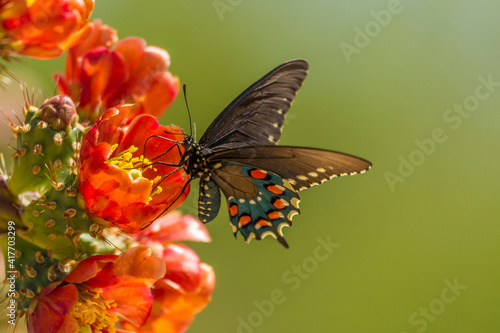 USA, Arizona, Sonoran Desert. Pipevine swallowtail butterfly on blossom. photo