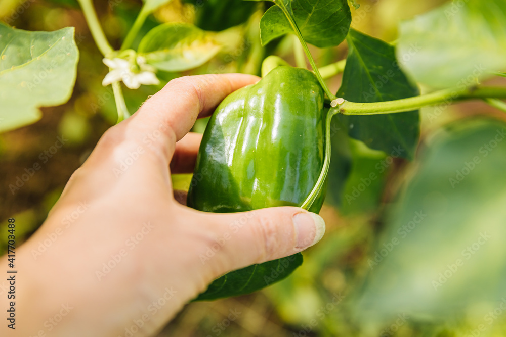 Gardening and agriculture concept. Female farm worker hand harvesting green fresh ripe organic bell pepper in garden. Vegan vegetarian home grown food production. Woman picking paprika pepper Gardening and agriculture concept. Female farm worker hand harvesting green fresh ripe organic bell pepper in garden. Vegan vegetarian home grown food production. Woman picking paprika pepper