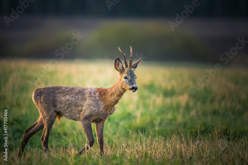 A beautiful portrait of young adult roe deer buck during spring sunrise. Springtime scenery of a male roe deer.
