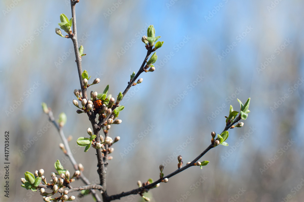green leaves and flower buds on a branch in spring green leaves and flower buds on a branch in spring