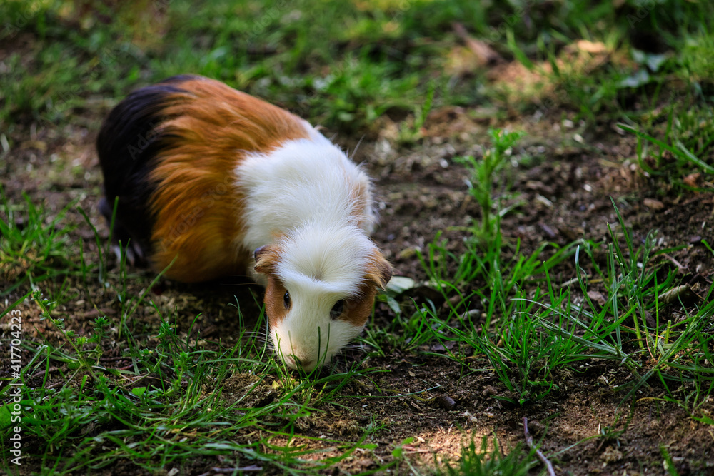Full body of white-brown-black hair domestic guinea pig cavy in the garden