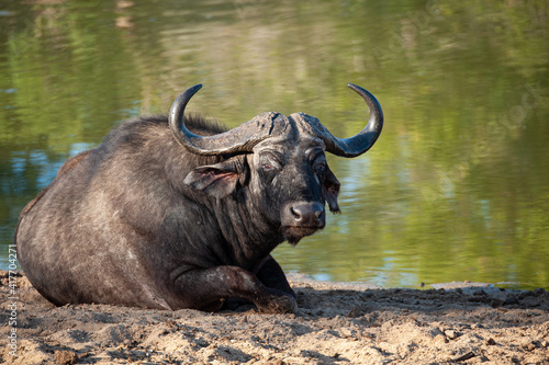 Cape Buffalo lying at a waterhole on a safari in South Africa