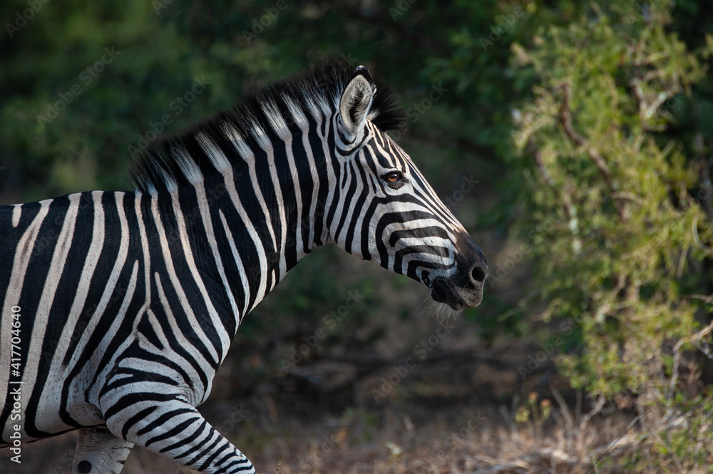 A Zebra seen on a safari in South Africa A Zebra seen on a safari in South Africa