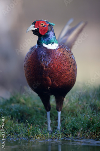 Wallpaper Mural Faisan de Colchide mâle Phasianus colchicus en gros plan Torontodigital.ca