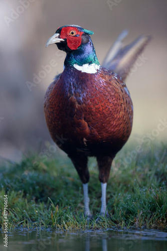 Wallpaper Mural Faisan de Colchide mâle Phasianus colchicus en gros plan Torontodigital.ca