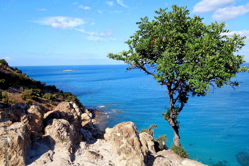 A tree at the rocky coast of Cyprus, Greece, Europe A tree at the rocky coast of Cyprus, Greece, Europe
