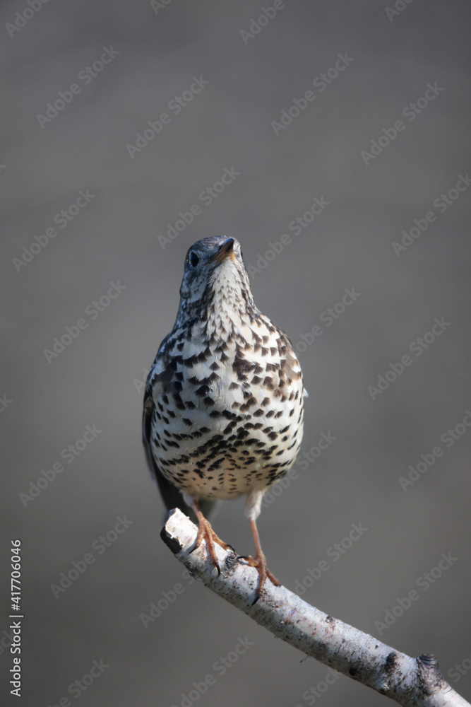 Grive draine Turdus viscivorus en gros plan Grive draine Turdus viscivorus en gros plan