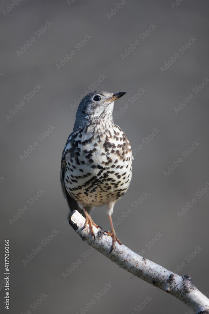 Grive draine Turdus viscivorus en gros plan Grive draine Turdus viscivorus en gros plan