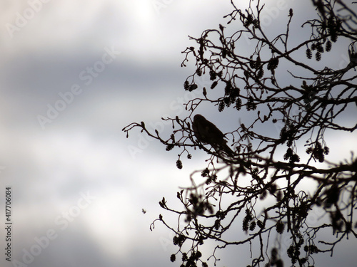 bird on tree