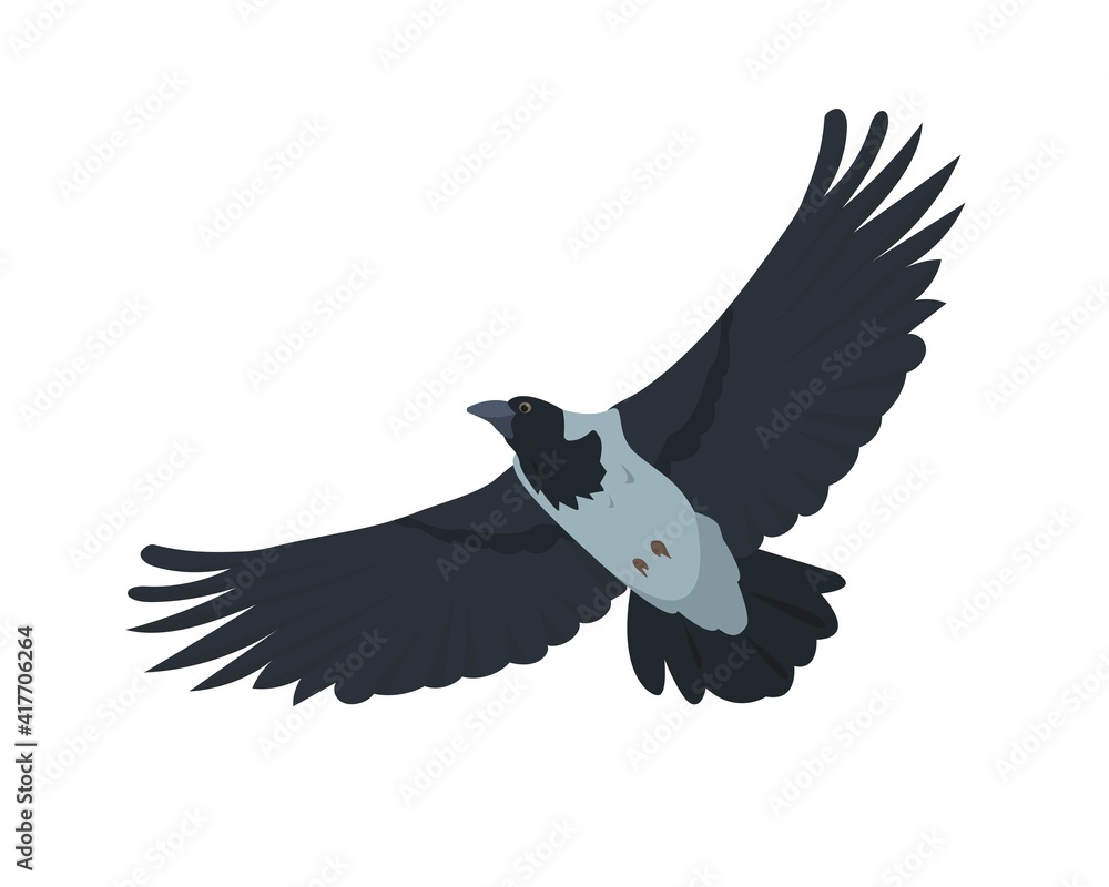 Fototapeta premium Flying Crow bird isolated on white