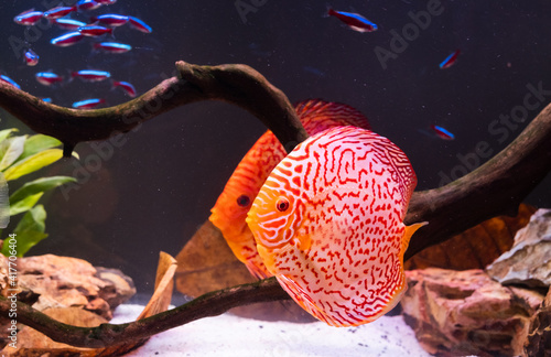 Fish from the spieces Symphysodon discus in fishtank. photo