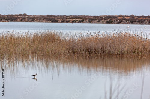 The sandpiper looks for food on shallow water of the natural salty lake of Torrevieja  Spain