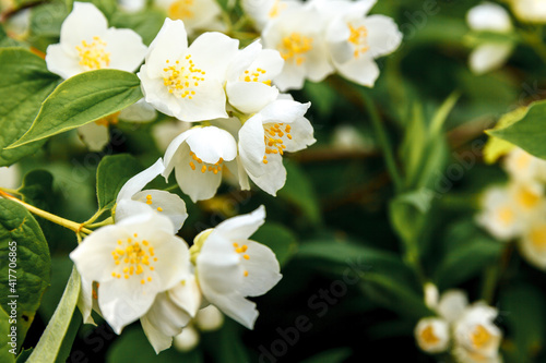 Beautiful white jasmine blossom flowers in spring time. Background with flowering jasmin bush. Inspirational natural floral spring blooming garden or park. Flower art design. Aromatherapy concept