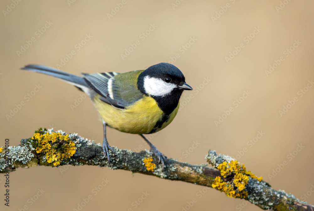 Great tit close up ( Paerus major )