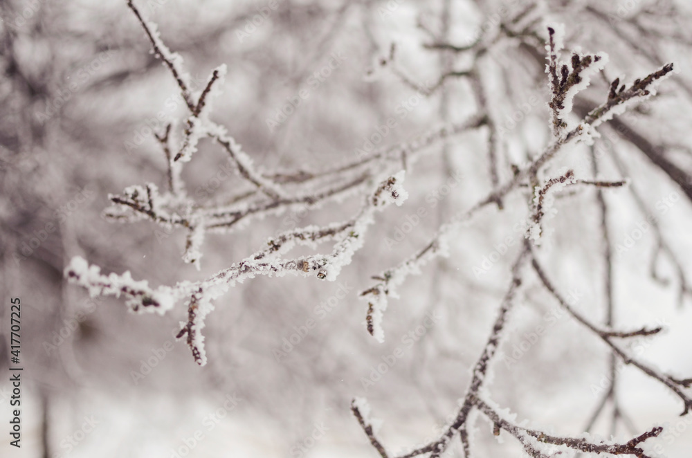 snow covered branches