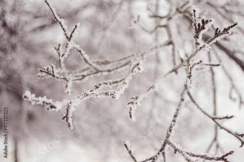 snow covered branches © Abby