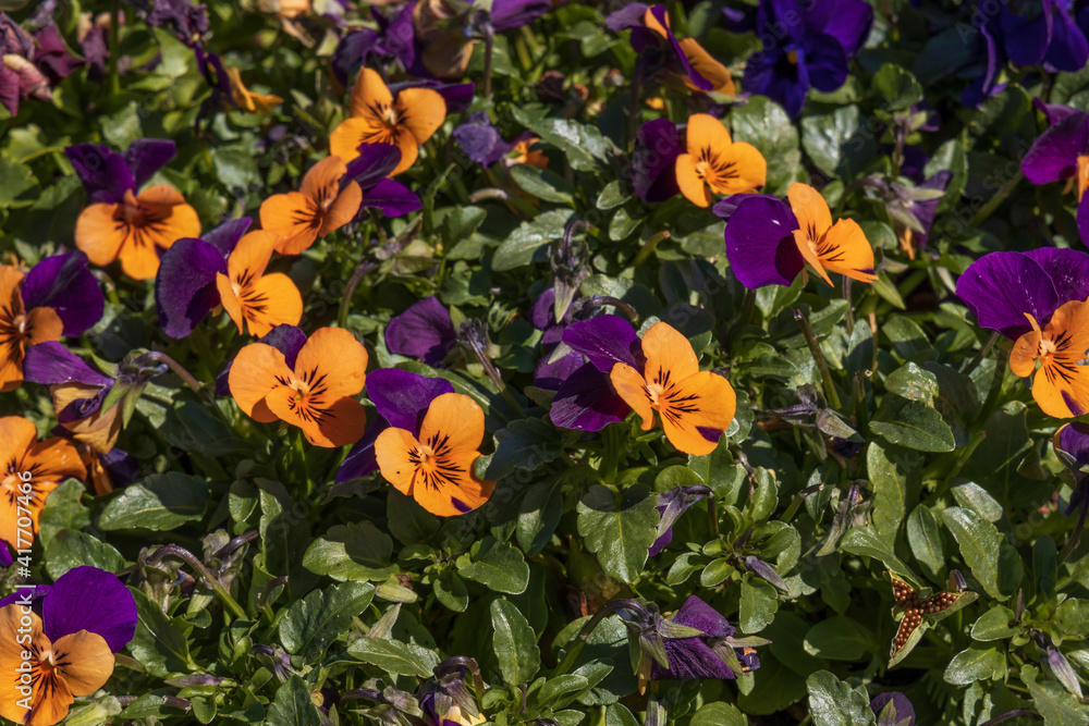 Purple and orange pansies close-up Purple and orange pansies close-up