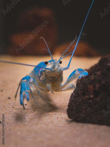 cichlid fish and blue lobster playing in community aquarium