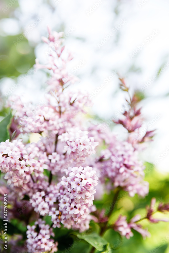 Spring blooming lilac tree flowers. Spring lilac blossom view. Selective focus, blue lilac flowers close-up on blurred background with sun light. Bouquet of purple flowers.