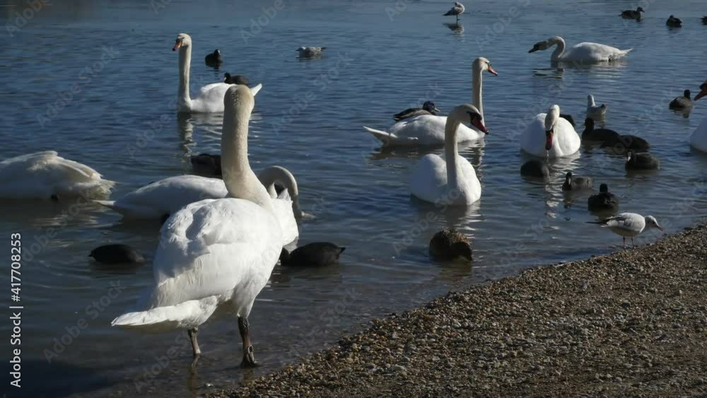 Birds near a lake shore, Swan cleaning its feathers, mallard ducks and seagulls swimming around, waiting for food, 4K Birds near a lake shore, Swan cleaning its feathers, mallard ducks and seagulls swimming around, waiting for food, 4K
