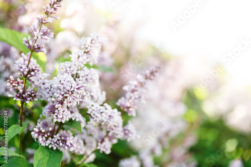 Spring blooming lilac tree flowers. Spring lilac blossom view. Selective focus, blue lilac flowers close-up on blurred background with sun light. Bouquet of purple flowers. © magic_cinema