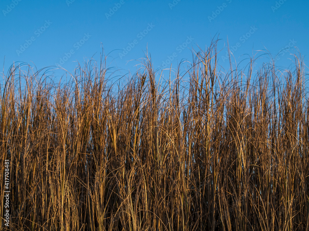 reed in the wind reed in the wind