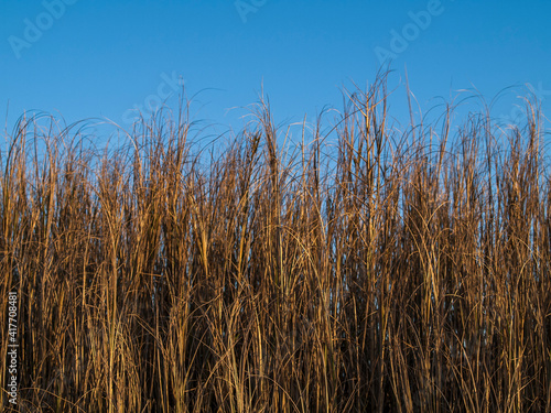 reed in the wind