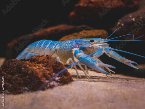 cichlid fish and blue lobster playing in community aquarium