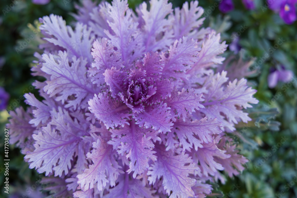 Ornamental lavender kale close-up