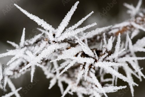 Frost auf Strauch © Meyer knipst