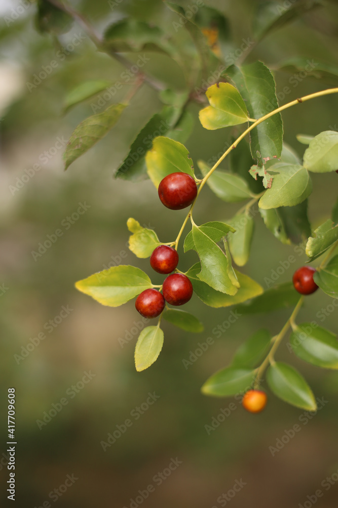Summer fruits of the ziziphus tree, greenery, summer day