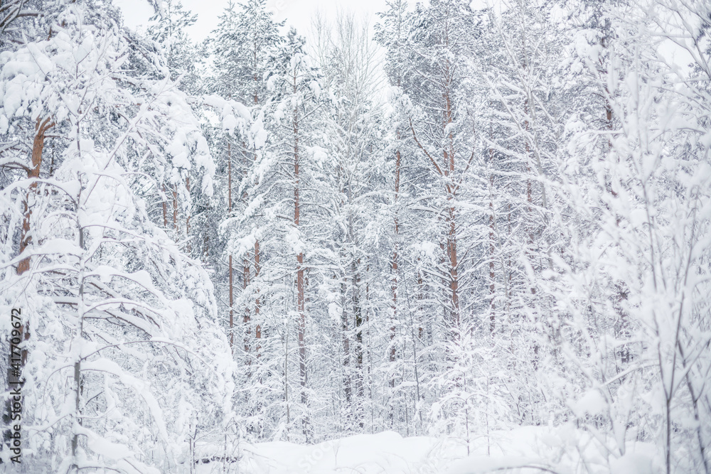 White winter in pine forest White winter in pine forest