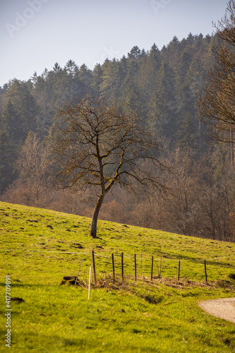 landscape with trees and sky