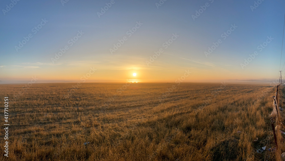 field of wheat